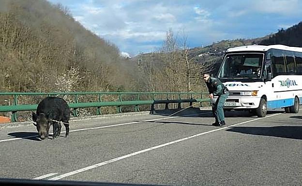 La Guardia Civil captura a lazo a un jabalí de gran tamaño en el corredor del Nalón