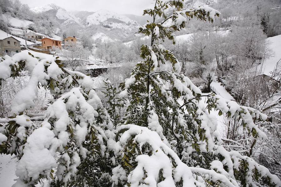 Un temporal de nieve cubre Asturias de blanco a pocas horas de la llegada de la primavera. La comarca de Picos de Europa se encuentra en alerta roja por nevadas que pueden dejar espesores de hasta cuarenta centímetros, mientras que en Suroccidente y Valles Mineros se esperan acumulaciones cercanas a los veinte centímetros.