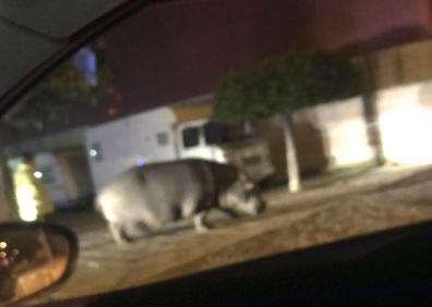 Imagen secundaria 1 - Un hipopótamo pasea por un pueblo de Badajoz tras escaparse de un circo