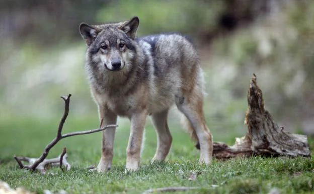 El Patronato de Picos de Europa impulsa un protocolo para la captura de lobos