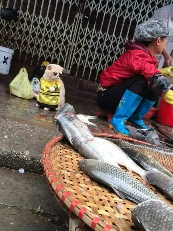 Fotos: Dog, el pescadero más adorable de Vietnam