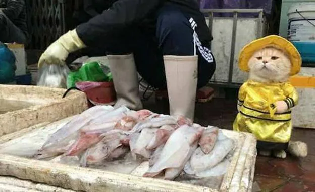 El pescadero más adorable de Vietnam