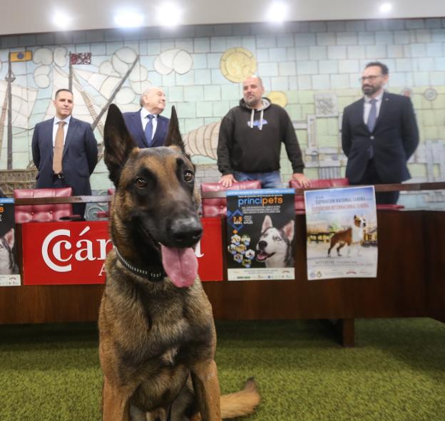 El pastor belga malinois Jack Sparrow mira atento a cámara en la presentación de Principets. 