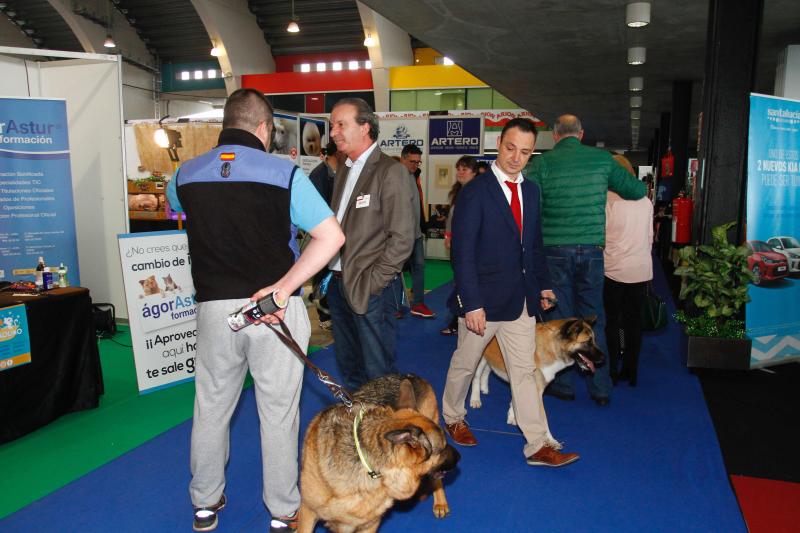 El Salón de la Mascota abre sus puertas en el pabellón de exposiciones de La Magdalena con más de 3.000 perros