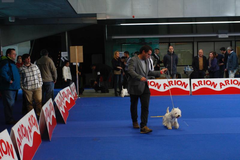El Salón de la Mascota abre sus puertas en el pabellón de exposiciones de La Magdalena con más de 3.000 perros