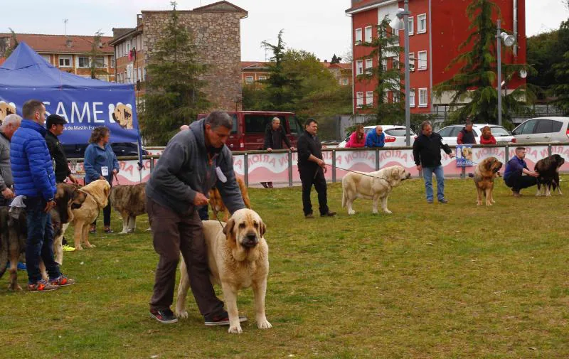 El Salón de la Mascota abre sus puertas en el pabellón de exposiciones de La Magdalena con más de 3.000 perros