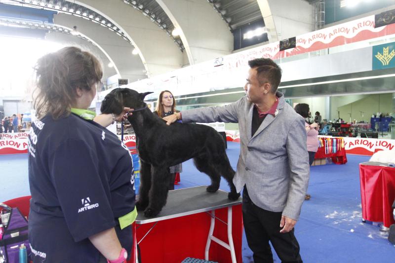 Parte de la actividad del Salón de la Mascota organizado por la Cámara de Comercio de Avilés tiene que ver con la peluquería canina