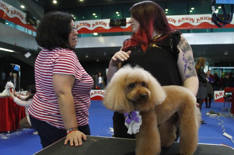 Parte de la actividad del Salón de la Mascota organizado por la Cámara de Comercio de Avilés tiene que ver con la peluquería canina