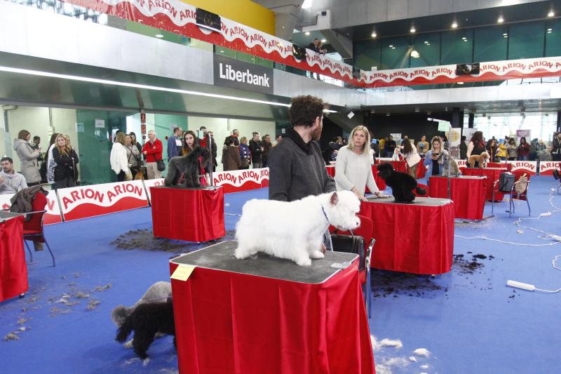 Parte de la actividad del Salón de la Mascota organizado por la Cámara de Comercio de Avilés tiene que ver con la peluquería canina