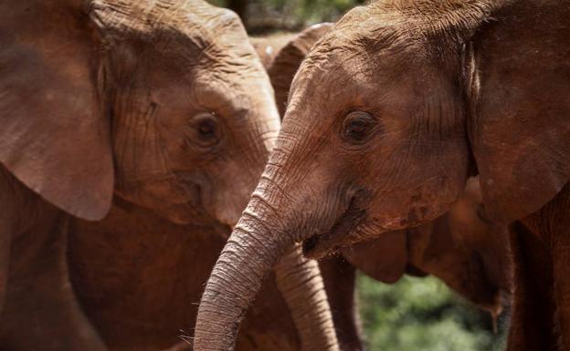 Varias crías de elefante en el refugio de elefantes. 