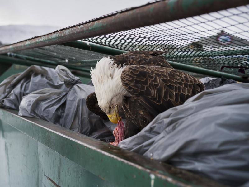 La foto muestra una águila calva mientras se deleita con restos de carne en los contenedores de basura de un supermercado en Dutch Harbor, Alaska, EE.UU., el 14 de febrero de 2017.