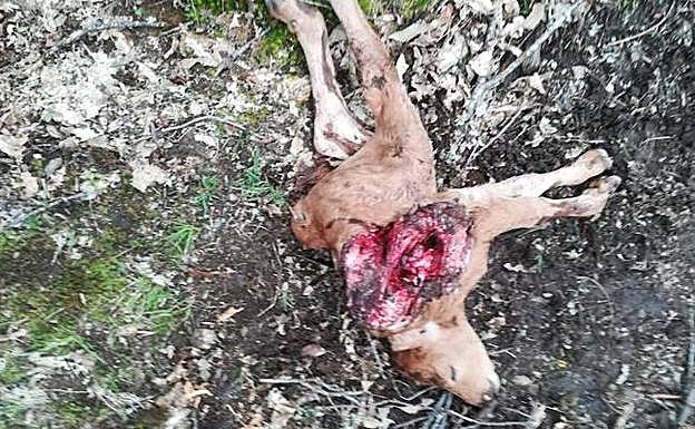 Un ternero muerto por el ataque del lobo en Villanueva del Valledor