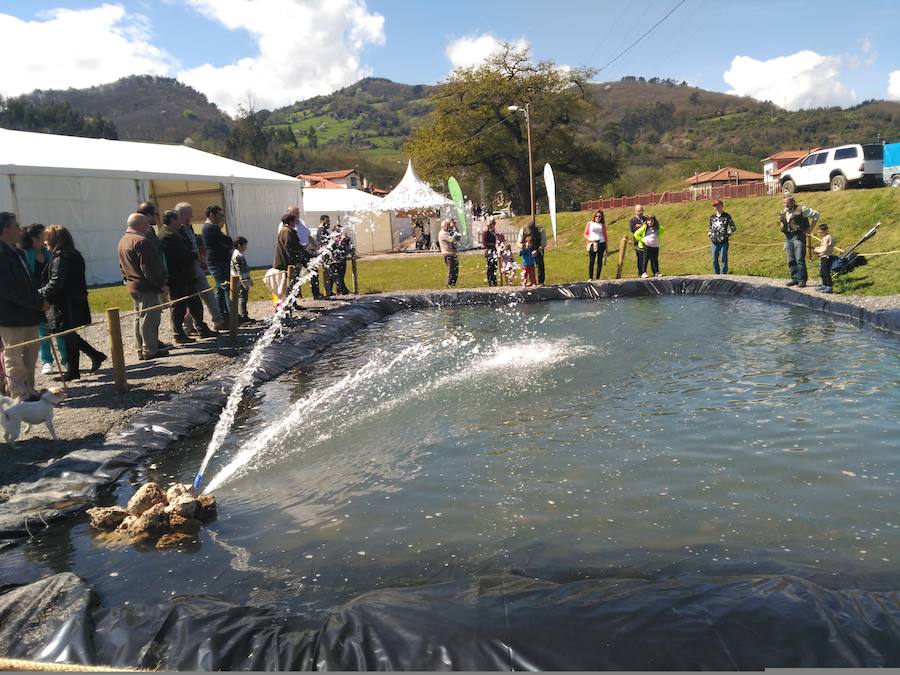 Un año más, la localidad salense de Cornellana se viste de gala para celebrar el inicio de la temporada de pesca con muerte del salmón y los expositores dedicados a la pesca, la caza, la naturaleza, y también a la artesanía y la alimentación, han tomado el recinto de la Feria del Salmón y Capenastur.