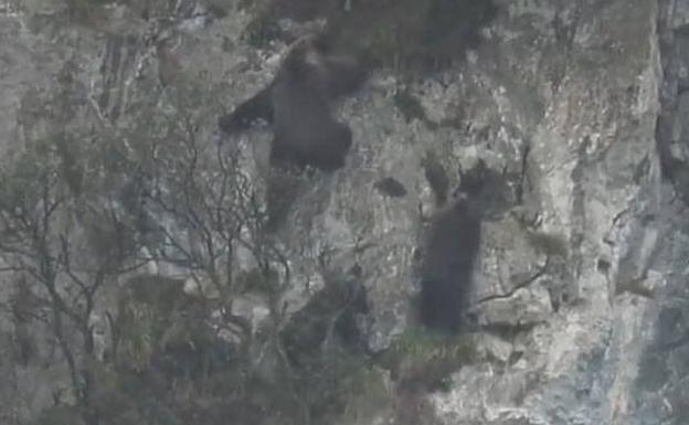 Los osos salen a disfrutar de la primavera en los montes asturianos