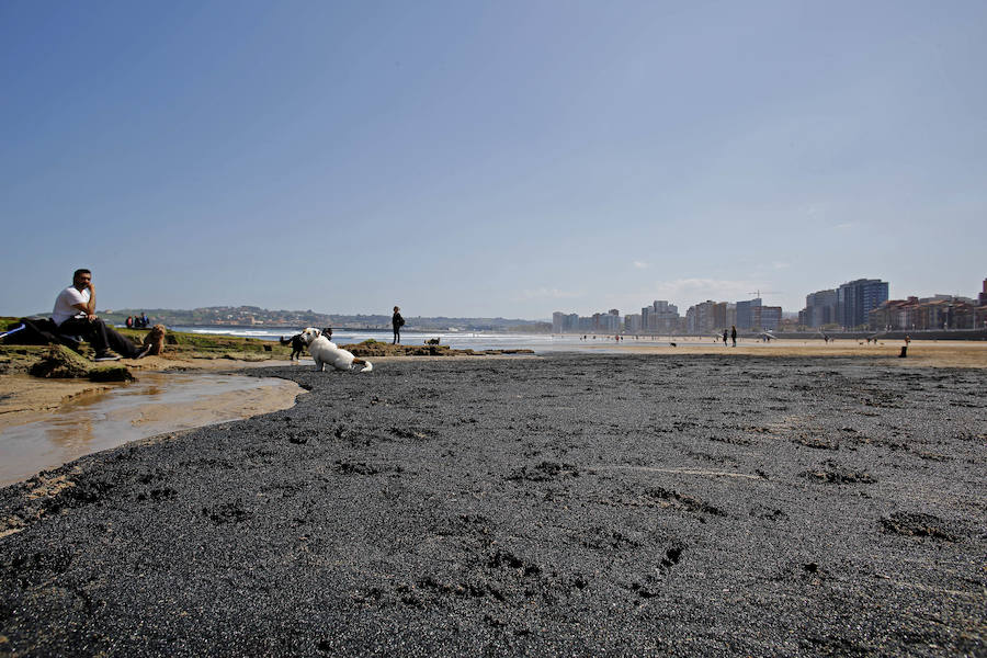 La mancha oscura ha aparecido de nuevo junto al 'pedreru' de San Pedro y se prolonga hasta la escalera número 2 del arenal gijonés