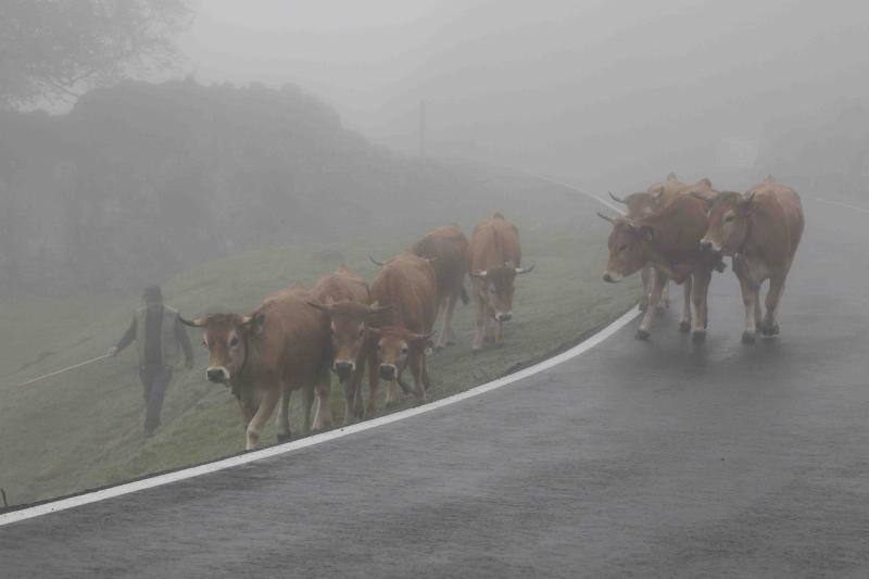 Fotos: Tradicional subida del ganado al puerto de la Montaña de Covadonga