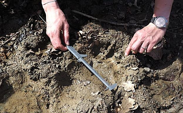 Osos del occidente y oriente rompen con un siglo de aislamiento genético