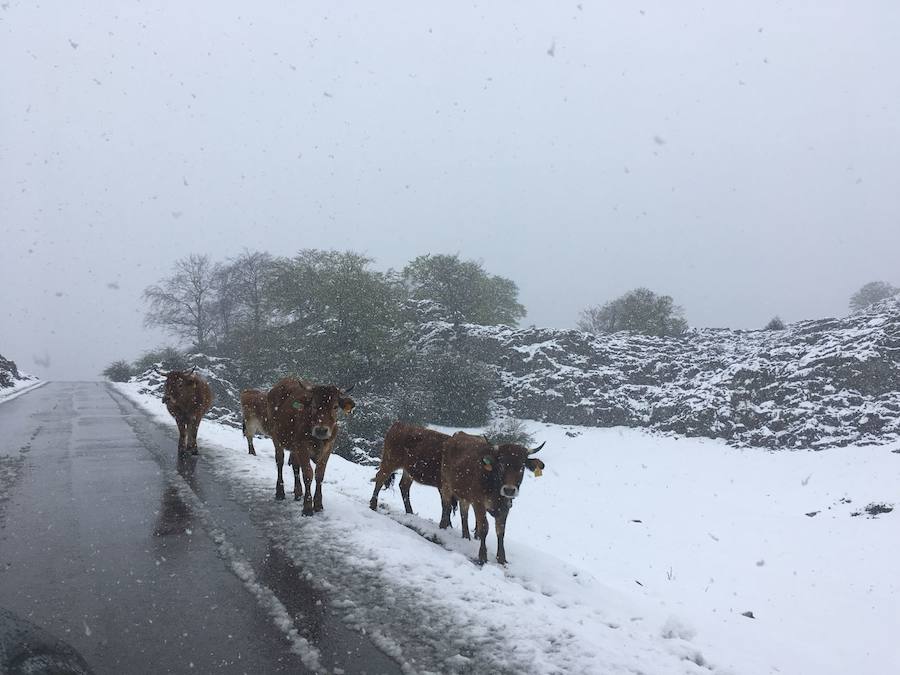 Fotos: Los Lagos, cubiertos de nieve a las puertas de mayo