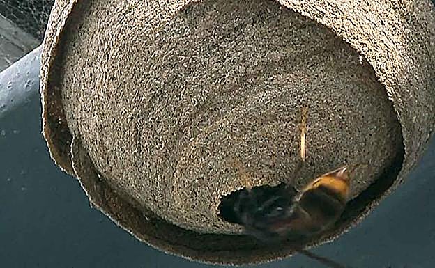 Detectan la primera reina de avispa asiática en Gijón