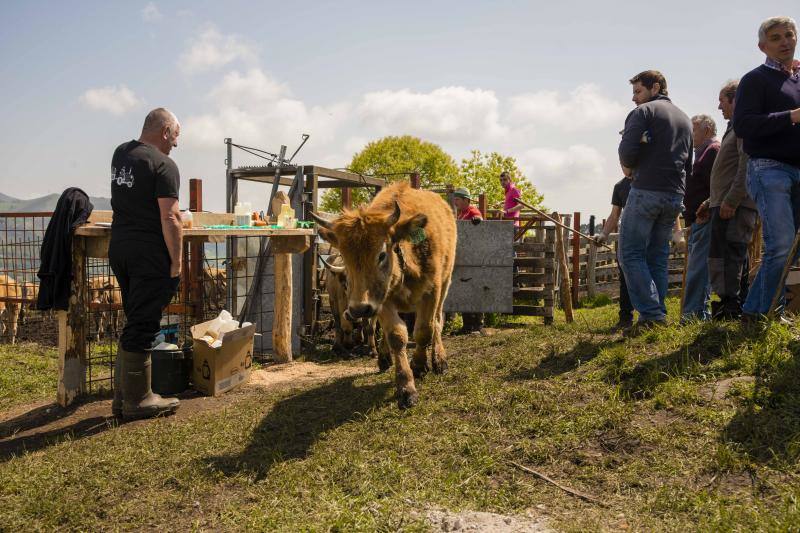 Fotos: 250 reses suben al Monte Cayón, en Infiesto