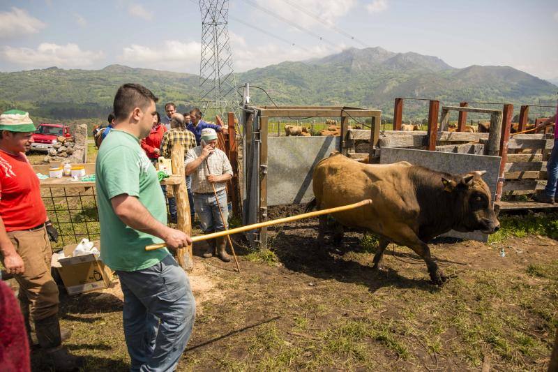 Fotos: 250 reses suben al Monte Cayón, en Infiesto