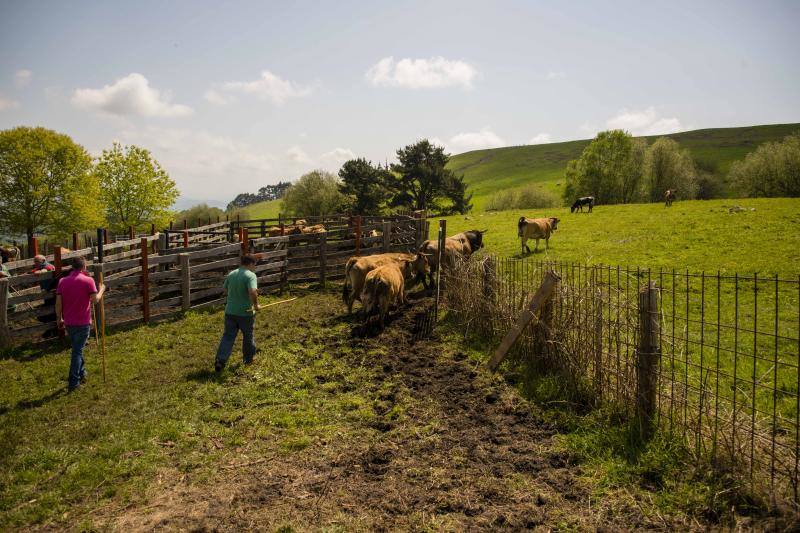 Fotos: 250 reses suben al Monte Cayón, en Infiesto