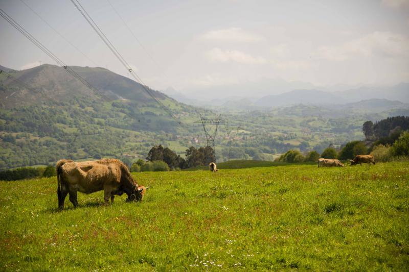 Fotos: 250 reses suben al Monte Cayón, en Infiesto