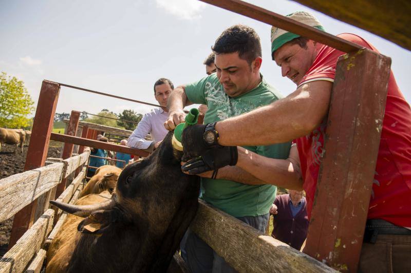 Fotos: 250 reses suben al Monte Cayón, en Infiesto