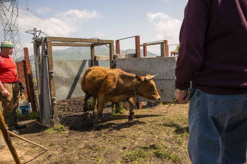 Fotos: 250 reses suben al Monte Cayón, en Infiesto