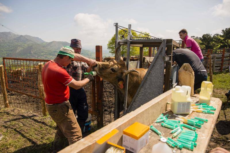Fotos: 250 reses suben al Monte Cayón, en Infiesto
