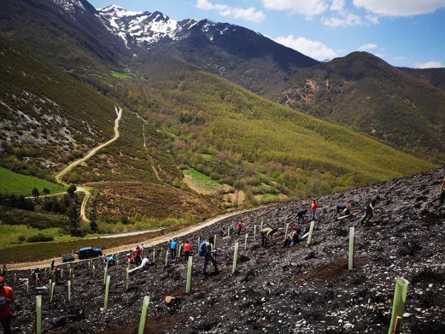 400 frutales para el bosque quemado de Degaña
