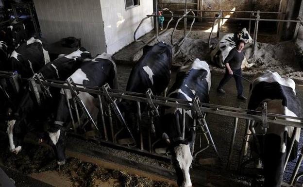 El Principado destina 450.000 euros a mejorar la calidad de la leche