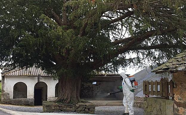Allande solicitará la declaración de monumento natural para el tejo de Bustantigo