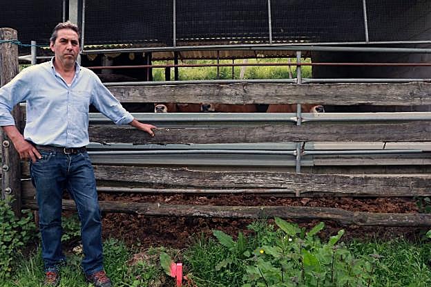 Raúl López, con sus reses aún en la cuadra que derribará el Adif. 