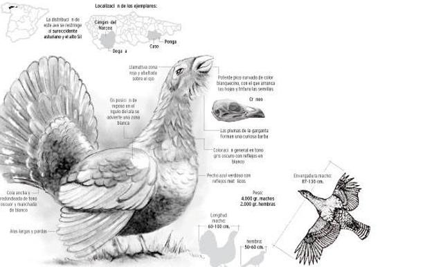 El urogallo, en situación crítica