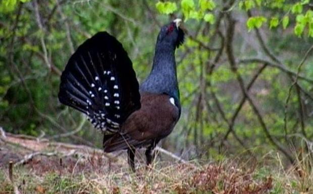 «Con el urogallo se han malgastado millones», dicen los ecologistas