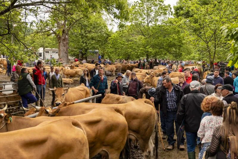 Éxito de la feria de Corao. Centenares de personas desafiaron el mal tiempo y disfrutaron del tracional certamen ganadero, que finalizó con un buen balance de operaciones.