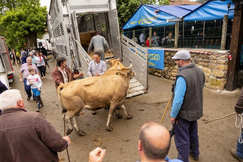 Éxito de la feria de Corao. Centenares de personas desafiaron el mal tiempo y disfrutaron del tracional certamen ganadero, que finalizó con un buen balance de operaciones.