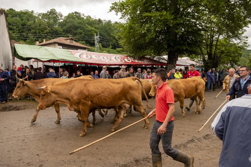 Éxito de la feria de Corao. Centenares de personas desafiaron el mal tiempo y disfrutaron del tracional certamen ganadero, que finalizó con un buen balance de operaciones.