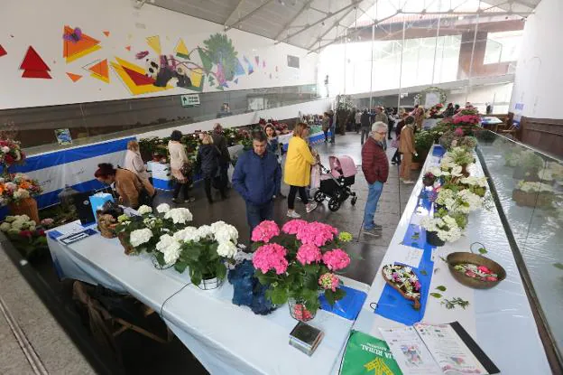 La Exposición Nacional de Hortensias permanecerá hoy abierta en la antigua pescadería de la plaza Santiago López. 