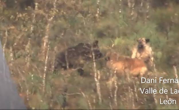 Lucha entre una osa y dos mastines en los montes de Laciana