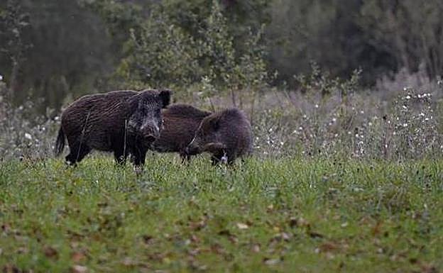 Los cazadores abatieron en Asturias 12.000 jabalíes en un año