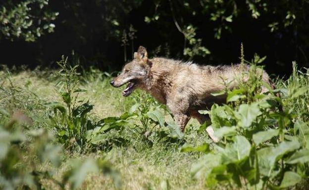 La Junta rechaza convertir el lobo en especie cinegética