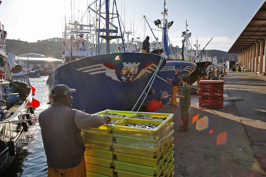 Setenta barcos descargan en las rulas de Gijón y Avilés más de 300.000 kilos en un día