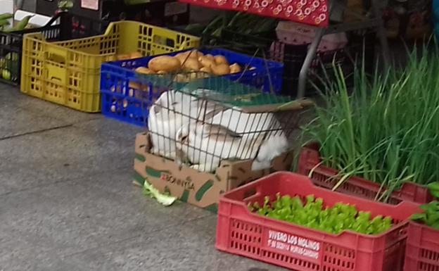 Denuncian la venta de animales vivos en el mercado de los martes en la Pola