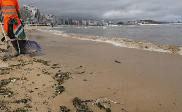 Imagen principal - Arriba, un operario de limpieza retira una de las ratas muertas halladas en la playa, donde ondea la bandera roja (derecha). A la izquierda, comparecencia de la Plataforma Contra la Contaminación de Xixón.