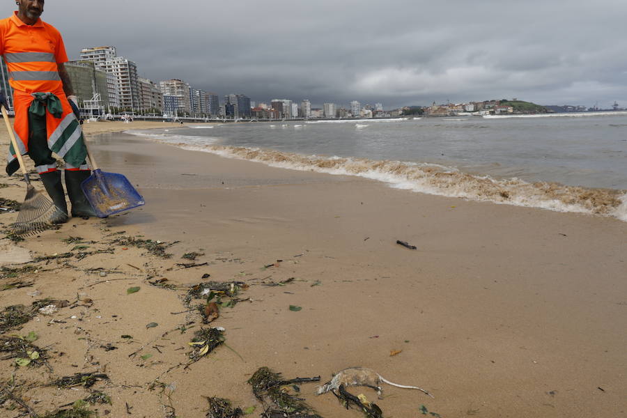 La aparición de una nueva mancha de vertido en la desembocadura del río Piles y ratas muertas en la arena de San Lorenzo ha obligado a izar de nuevo la bandera roja en el arenal gijonés. 