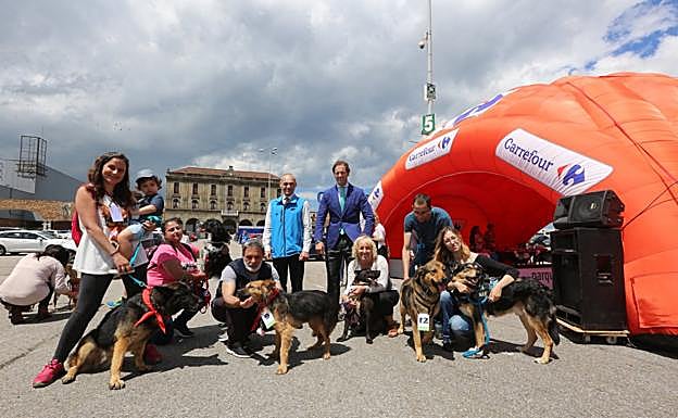 Se buscan familias perrunas