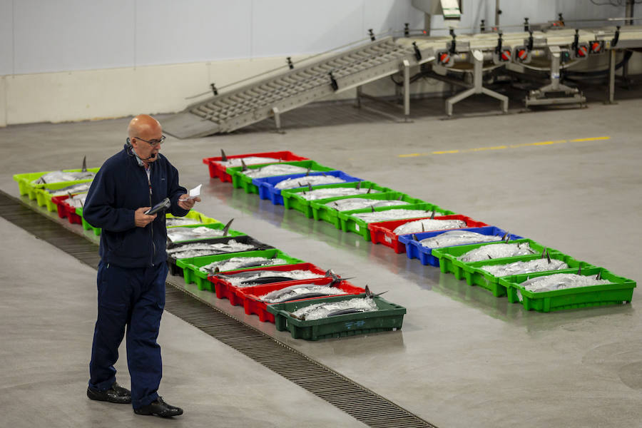 El primer bonito de la temorada subastado en EL Musel alcanzó el precio de 16,97 euros el kilo. En total fueron rulados 5.300 kilos del túnido