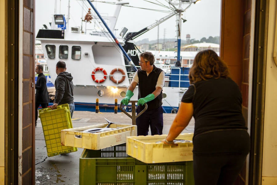 El primer bonito de la temorada subastado en EL Musel alcanzó el precio de 16,97 euros el kilo. En total fueron rulados 5.300 kilos del túnido